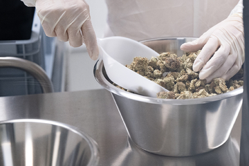 Cannabis-Firmen rüsten sich für geplante Legalisierung: EU könnte noch Veto einlegen