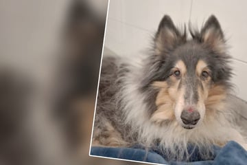 Besitzer stirbt, Feuerwehr liefert Hund im Tierheim ab: Wer kennt diesen süßen Collie?