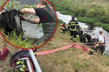 Tierische Rettungsaktion: Feuerwehr zieht Pferd aus Fluss