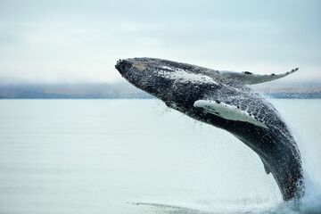 Erschreckende Studie: Wale nehmen bis zu 10 Millionen Mikroplastikteile am Tag auf