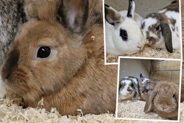 "Animal Hoarding": Tierheim rettet 15 Kaninchen vor krankhafter Tiersammlerin