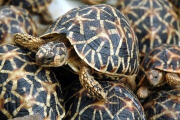 Malaysia rescues hundreds of tortoises from "Ninja Turtle Gang" in dramatic car chase