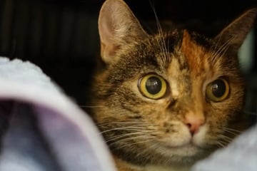 Sie will nicht im Tierheim alt werden: Wer hat ein Herz für Luna May?