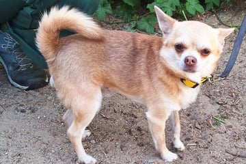 Chihuahua Ezra ist klein, aber oho! Hat die süße Hündin noch eine Chance?