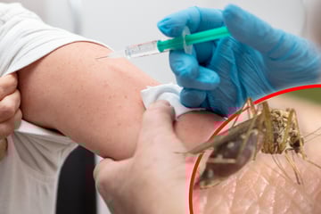 Mückenalarm! Gefährlicher Virus breitet sich in beliebtem Urlaubsort aus