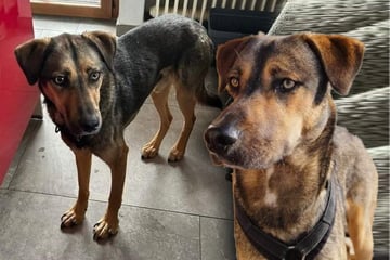 Hund bekommt Ultimatum: Findet Hercules rechtzeitig sein Happy End?