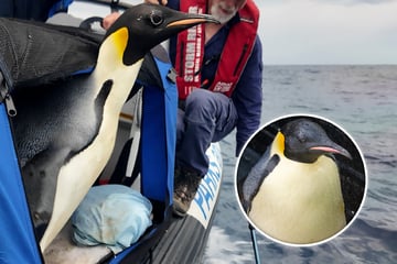 Aus der Antarktis "ausgebüxst": Pinguin Gus auf dem Heimweg aus Australien