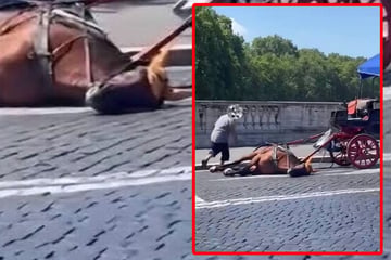Bei über 30 Grad! Kutsch-Pferd bricht in Innenstadt zusammen