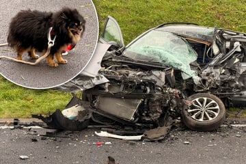 Tragisch: Hund verliert Frauchen bei tödlichem Unfall in der Eifel