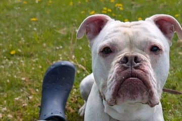 Wer schenkt ihm ein Zuhause? Sensibelchen Django hofft auf eine Chance