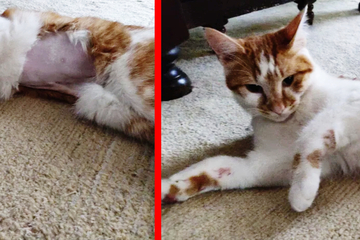 Besorgter Besitzer eilt mit vermeintlich kranker Katze zum Arzt: Die Wahrheit sorgt für Lacher