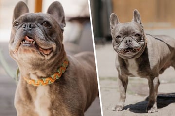 Frenchie Eddy muss schweren Schicksalsschlag verkraften und sucht neues Zuhause