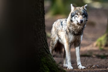 Wölfe: Überfahren? Toter Wolf in Sachsen entdeckt