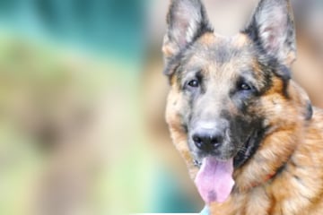 Schäferhund wartet seit zwei Jahren auf sein Glück: Doch es gibt ein Problem