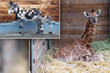 Zoo Leipzig: Als Giraffenkind das erste Mal "Haus- und Hof-Sheriffs" sieht, rennt es plötzlich los