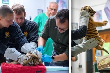 Erstes Mal zum Onkel Doktor: Junge Tiger im Magdeburger Zoo geimpft