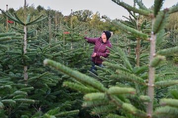 Weihnachtsbäume werden teurer: Das sind die Gründe