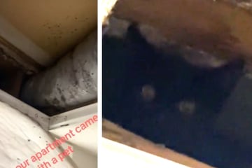 Kitten gets caught hiding out in apartment's ventilation shaft in hilarious video