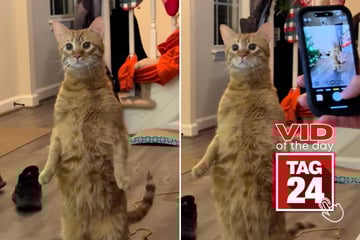 viral videos: Viral Video of the Day for January 11, 2026: Cat stuns family with amazing human stance!