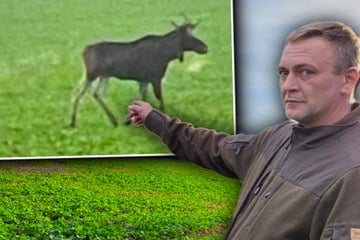 "Seltenes Glück": Hier trabt ein Elch im Leipziger Land umher