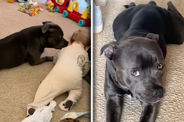 Baby lernt gerade krabbeln: Was Hund daraufhin tut, lässt Frauchens Herz schmelzen