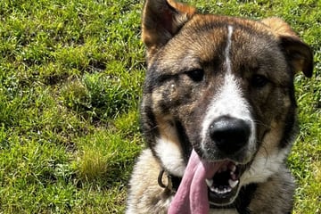 Flauschiger Riesen-Rohdiamant: Wer schenkt Hund Arnie ein Zuhause?