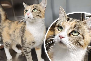 Doris wartet auf ihr Glück: Wer zeigt ihr, wie schön ein Katzenleben sein kann?