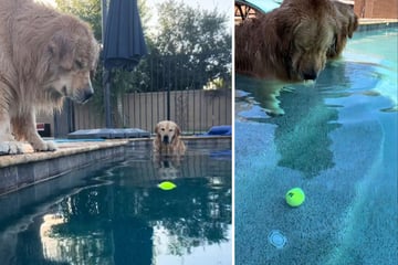 Golden Retrievers can't figure out how to get tennis ball out of pool in hilarious video