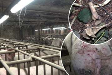 Tierschützer decken gravierende Missstände in Schweinezucht auf: So geht es im Skandal-Betrieb weiter