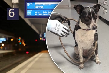 Hund am Hauptbahnhof misshandelt: Polizei greift ein und nimmt Mann fest