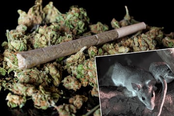 200 Kilo Cannabis aus Polizeirevier vermisst: Haben Ratten die Drogen konsumiert?