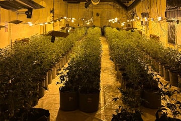 Rund 600 Pflanzen: Polizei entdeckt riesige Cannabis-Plantage in Mansfeld-Südharz