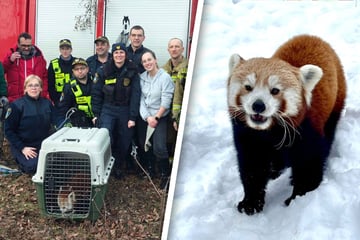 Roter Panda sorgt mit heimlichem Ausflug für Aufregung