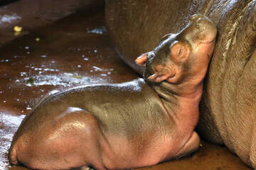 Happy Hippo: Flusspferd-Nachwuchs im Berliner Zoo
