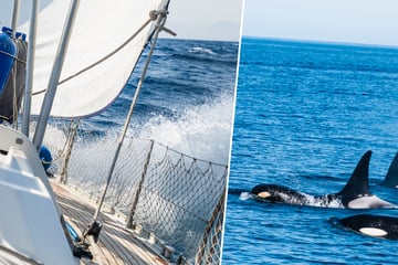 Orcas rammen Segelboot: Experten schlagen Alarm