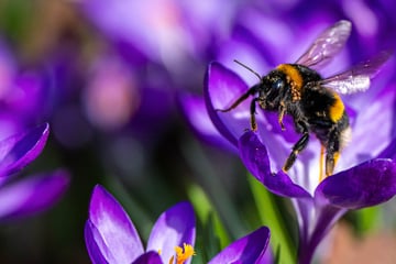 "Hummel-Challenge": So kannst Du den kleinen Tieren helfen