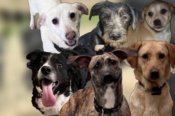 67 Hunde aus schlechter Haltung gerettet: Sie suchen jetzt ein neues Zuhause