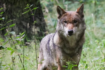 Nach dem Fund mehrerer vergifteter Wölfe: Spürhunde sollen jetzt Täter aufdecken