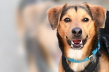 Terrier-Mix Bobby hat Schlimmes erlebt: Bringst Du ihn wieder zum Strahlen?