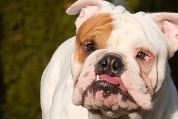 Wildgewordene Bulldogge verbeißt sich in Mann und verletzt ihn schwer