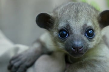 Neuling mit riesigen Kulleraugen: Zuwachs bei den Wickelbären im Berliner Zoo