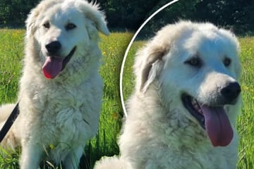 Tierheim ratlos: Warum interessiert sich niemand für "Zuckerpuppe" Lola?