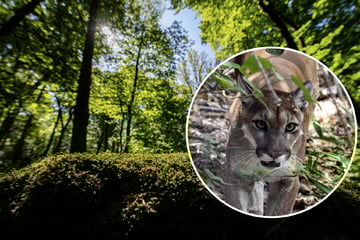 Tier-Attacke im Nationalpark! Puma beißt Jungen (4)