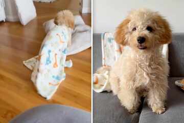 Puppy has learned to "tuck himself into bed" for naptime in precious viral clip!