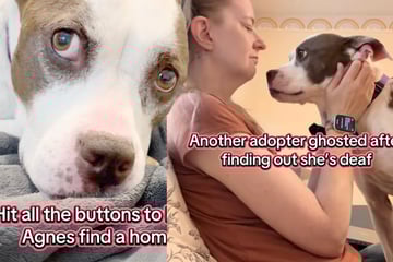 Rescue dog keeps getting "ghosted" by adoption applicants for heartbreaking reason