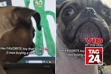 Viral Video of the Day for September 19, 2025: Pug is heartbroken after seeing favorite toy online