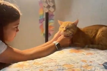 This cat's response to little girl owner's absence is adorably dramatic!