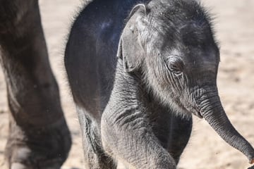 Pünktlich zur Adventszeit: Kölner Zoo freut sich auf Elefantenbaby