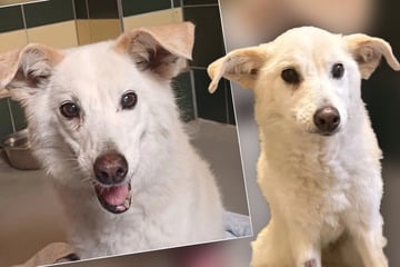 Jetzt muss alles schnell gehen: Findet Hündin Daisy auf ihre alten Tage noch das große Glück?