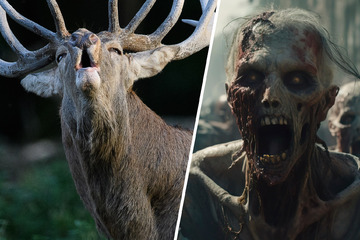 Sie verhielten sich aggressiv und verwirrt: Jäger verzehren "Zombie"-Fleisch und sterben!